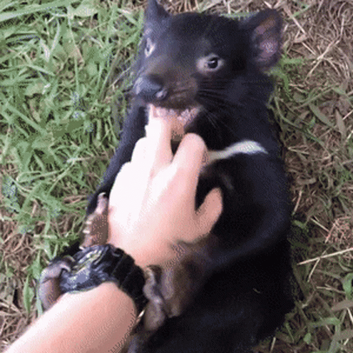Tasmanian Devil Tasmania GIF