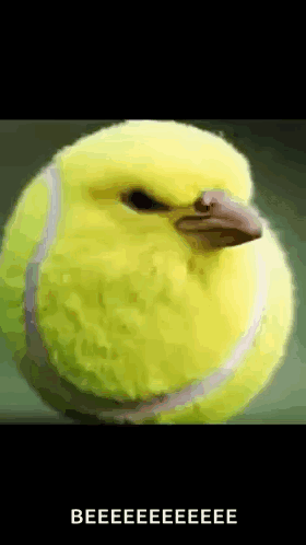 Tennis Ball Bird GIF