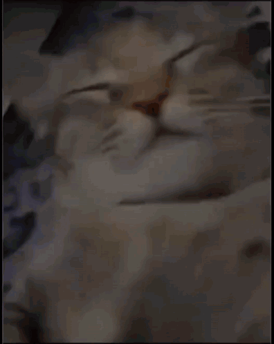 Thatdeafgamer397 Cat GIF