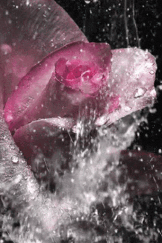 The Beautiful Rose Rose GIF