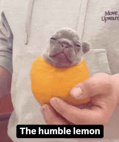 The Humble Lemon Pibble GIF