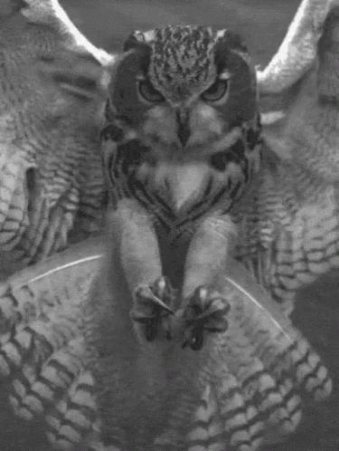 The Last Thing The Mouse Saw GIF