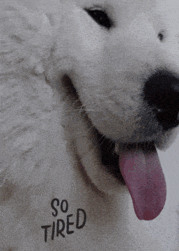 Thediaryofbenji Fluffy GIF