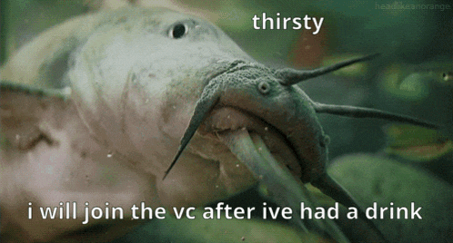 Thirsty Fish GIF