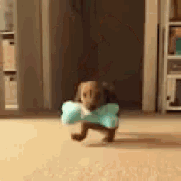 This Bone Offer GIF