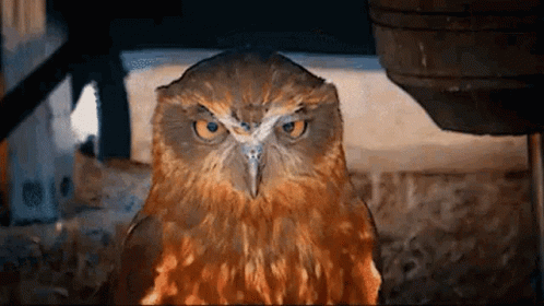 This Is So Boring I Cant Keep My Eyes Open GIF