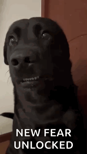 Tiktok Dog Awkward Dog GIF
