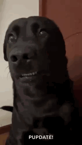 Tiktok Dog Awkward Dog GIF