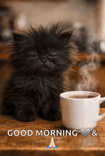 Tired Cat Sleepy Cat GIF