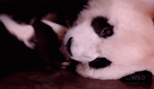 Together Nat Geo Wild GIF