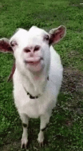 Tongue Out Goat GIF