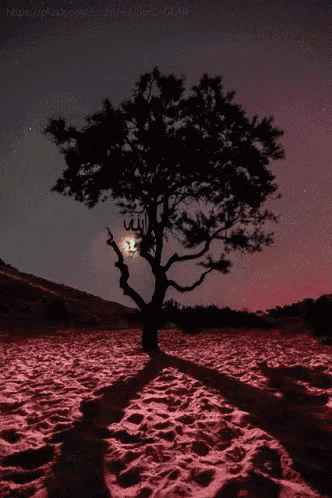 Tree GIF