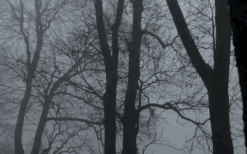 Tree Winter GIF