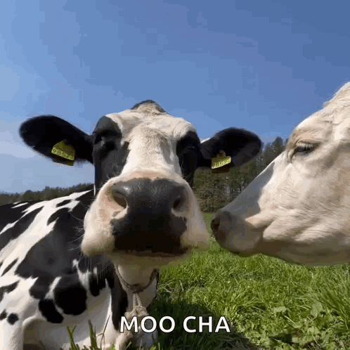 Treyreloaded Cow GIF
