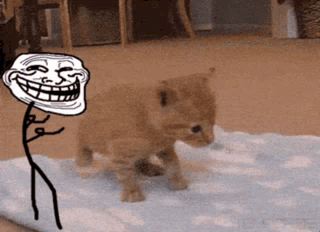 Troll Kitty GIF