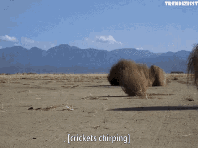 Tumbleweed Crickets Chirping GIF