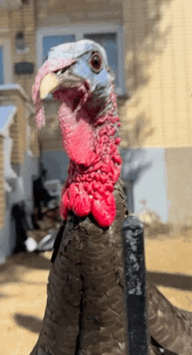 Turkey Gobble Gobble GIF