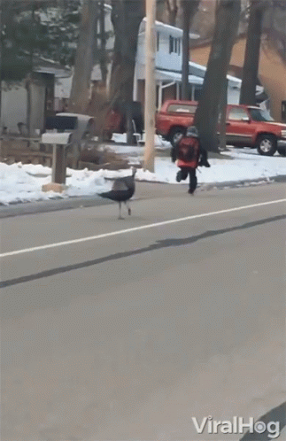 Turkey Running After Turkey Chasing Kid GIF