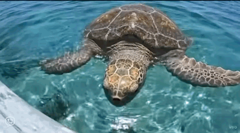 Turtle Finger Middle Finger GIF