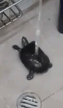 Turtle Happy GIF