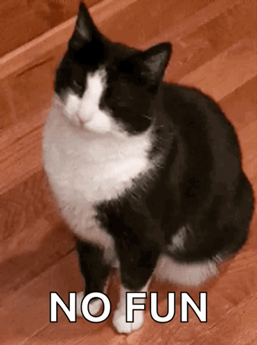 Tuxedo Cat Smh GIF