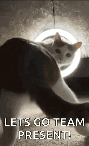 Twerk Cat Dae Cat GIF