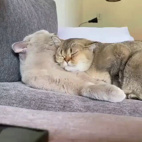 Two Cats Cuddle GIF