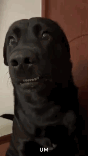 Um GIF