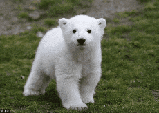 Umka Mujumka GIF