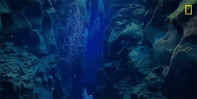 Underwater National Geographic GIF