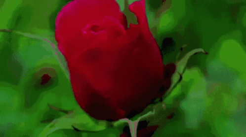 Une Jolie Rose Rose GIF