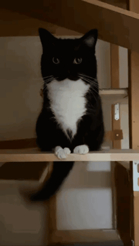 Uni Tail Wag Unicat GIF