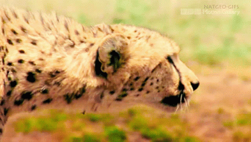Unimpressed Cheetah GIF