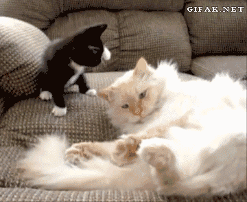 . GIF