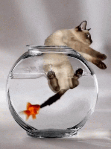 Ups Catfish GIF
