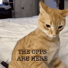 Uthymia GIF