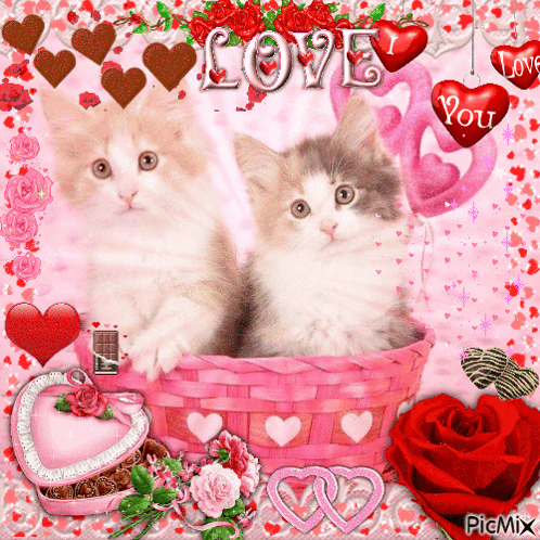 Valentine'S Day Cat GIF