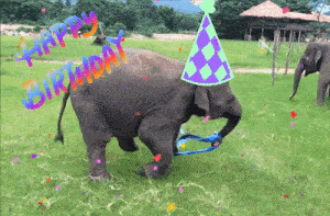 Veramesi Happy Birthday GIF