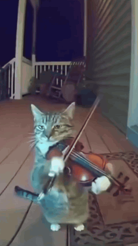 Violin-cat GIF
