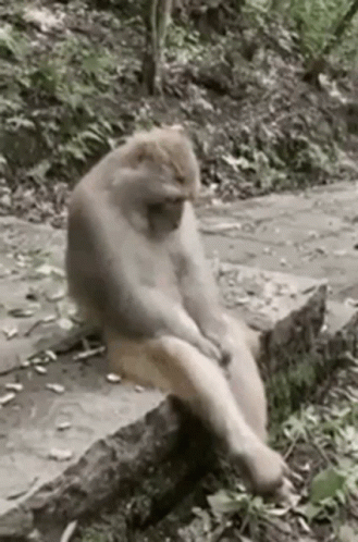 Viyeongg Bored Monkey GIF