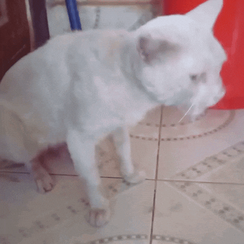 Vomit Cat GIF