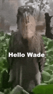 Wade GIF