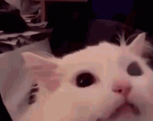 Waffles Mousles Scream Prove For Fuwu GIF