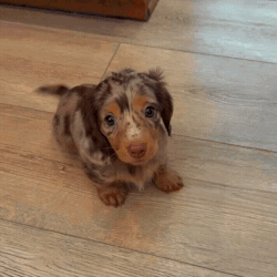 Wagging Tail Dog Wagging Tail GIF