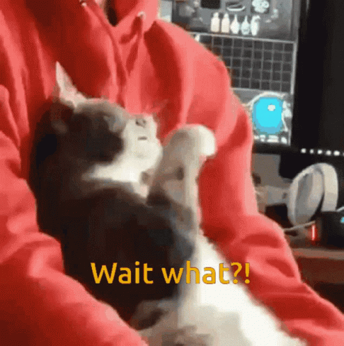 Wait What GIF