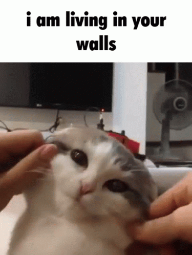 Walls I Am Living In Your Walls GIF