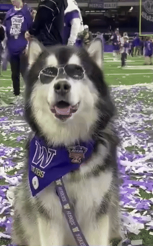 Washington Huskies Husky GIF