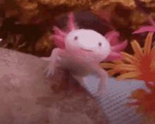We Been Happy Smiling Axolot GIF