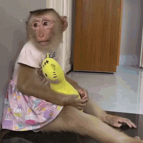 Webdivoalex Monkey GIF