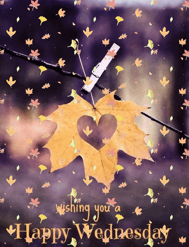 Wednesday Happy Wednesday GIF